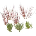 Various Types of Garden Shrubs with Green Foliage and Red Branches in Landscaping