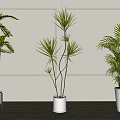 Indoor Potted Plants With Various Leafy Types In White Pots On Wooden Floor