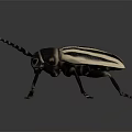 Black and white striped beetle with long antennae and black exoskeleton isolated on gray background