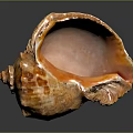 Orange Brown Conch Shell Showcasing Spiral Pattern And Glossy Open Interior 3d model