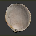 Aquatic Animals Natural Shell with Smooth Surface and Ocean Creature Inspired Design 3d model