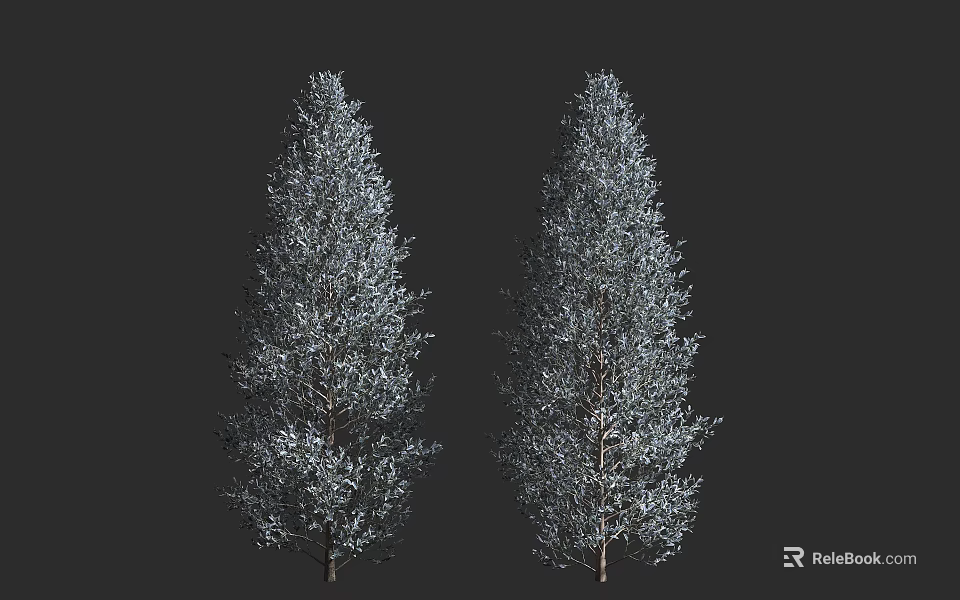 Tall Blue Green Evergreen Trees With Straight Trunks Pyramidal Crowns Dense Foliage On Dark Background 3d model 