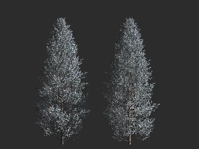 Tall Blue Green Evergreen Trees With Straight Trunks Pyramidal Crowns Dense Foliage On Dark Background 3d model