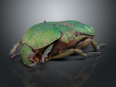 Modern Beetle Scarab Insect 3d model