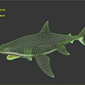 Realistic Gray Shark 3D Model With Open Mouth And Sharp Teeth 3d model