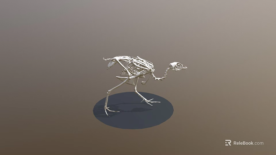 Detailed Bird Skeleton 3D Model with Anatomical Details and Standing Pose 3d model 