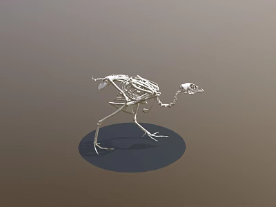 Detailed Bird Skeleton 3D Model with Anatomical Details and Standing Pose 3d model