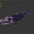 Deep Blue Whale With White Spots On Body Isolated On Dark Background