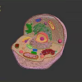 Cell Structure Model Displaying Organelles As Fundamental Units Of Organs And Hair
