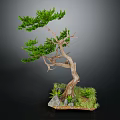 Bonsai Tree With Curved Trunk Green Foliage Small Stones Moss And Grass
