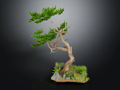 Bonsai Tree With Curved Trunk Green Foliage Small Stones Moss And Grass 3d model
