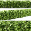 Lush Green Shrubs Enhance Garden Landscape With Dense Foliage And Vibrant Leaves
