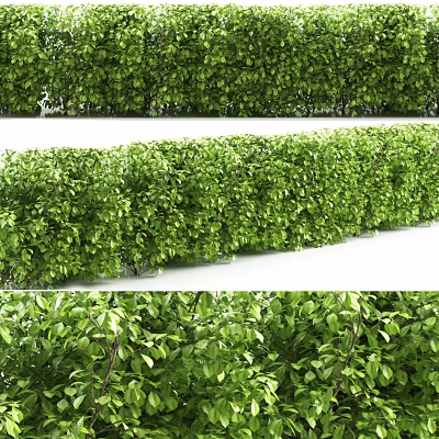 Lush Green Shrubs Enhance Garden Landscape With Dense Foliage And Vibrant Leaves 3d model