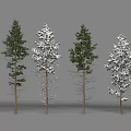 Arbor Trees With Snow Covered Foliage And Green Leaves On Brown Trunks