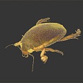 Modern dragon lice diving beetle beetle beetle beetle 3d model