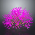 Vibrant Pink Flowering Tree With Brown Branches And Pink Blossoms On Dark Background