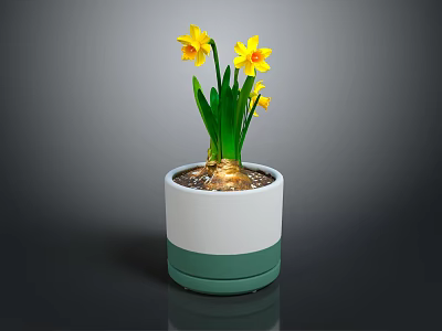 Yellow Daffodils in White and Green Two Tone Pot with Exposed Bulb and Green Leaves 3d model