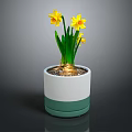 Yellow Daffodils in White and Green Two Tone Pot with Exposed Bulb and Green Leaves