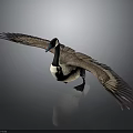 Canada Goose Spreading Wings In Flight Pose On Gray Background With Reflection