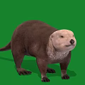 Realistic 3D Otter Model With Brown Fur Standing On Green Background