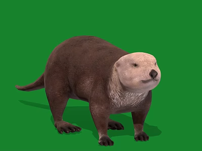 Realistic 3D Otter Model With Brown Fur Standing On Green Background 3d model