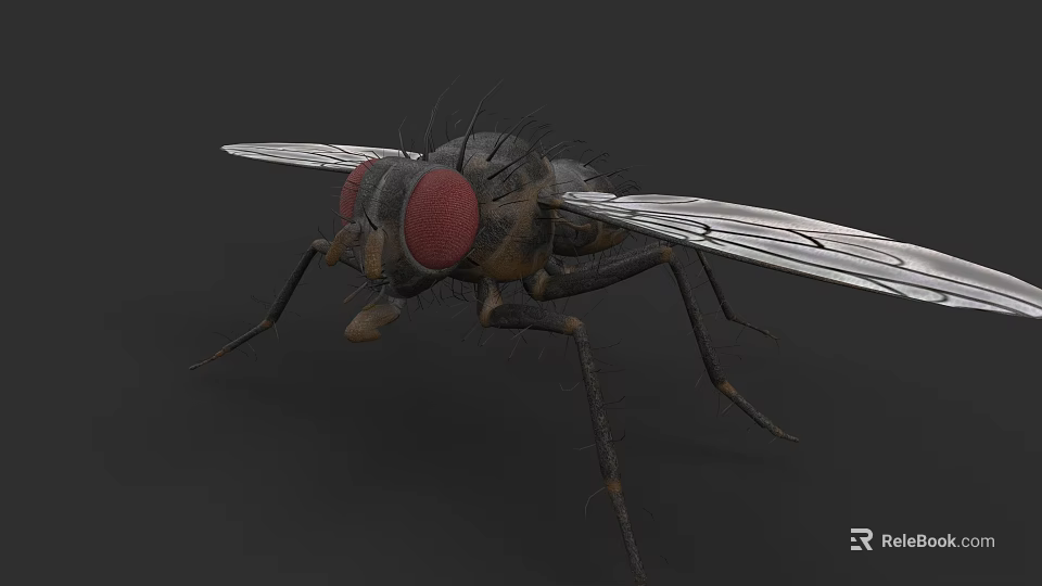 Close Up View Of House Fly With Red Compound Eyes And Transparent Wings 3d model 