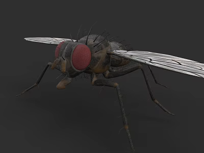 Close Up View Of House Fly With Red Compound Eyes And Transparent Wings 3d model