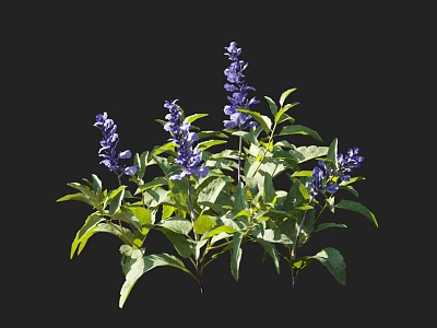 Vibrant Purple Flowers With Lush Green Leaves On Black Background 3d model