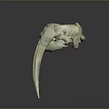 Detailed White Animal Skull With Long Curved Ivory Tusks On Dark Reflective Background