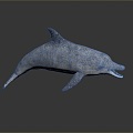 Spotting Dolphin Dolphin Cartoon Dolphin Animation Dolphin Animation Dolphin Animation Character Game Character 3d model