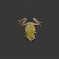 Green Frog with Inflated Throat Brown Legs on Dark Background and Reflection