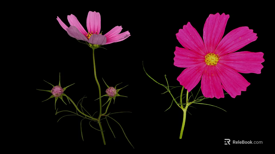 Pink Cosmos Flowers With Feathery Leaves Stems And Buds On Black Background 3d model 