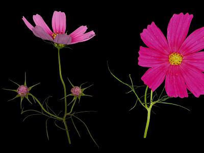 Pink Cosmos Flowers With Feathery Leaves Stems And Buds On Black Background 3d model