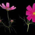 Pink Cosmos Flowers With Feathery Leaves Stems And Buds On Black Background