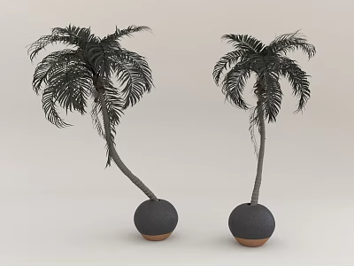 Two Palm Trees With Curved Trunks Planted In Black Spherical Pots Having Brown Bases 3d model