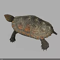 Vibrant Patterned Turtle With Brown Orange Shell And Textured Scaly Legs