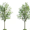 Two Arbor Trees With Green Leaves Lush Foliage Trunks And Grass Base
