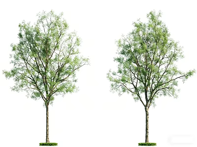 Two Arbor Trees With Green Leaves Lush Foliage Trunks And Grass Base 3d model