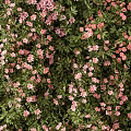 Green Plant Wall With Lush Greenery And Pink Flowers For Modern Interior Design
