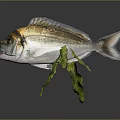 Gray White Sea Fish With Black Yellow Head Markings And Green Seaweed On Dark Background