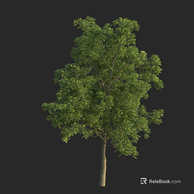 Lush Green Tree with Dense Foliage and Brown Trunk Isolated on Black Background 3d model 