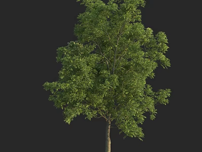 Lush Green Tree with Dense Foliage and Brown Trunk Isolated on Black Background 3d model