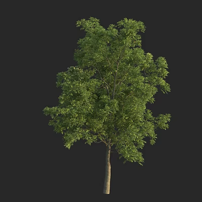 Lush Green Tree with Dense Foliage and Brown Trunk Isolated on Black Background 3d model
