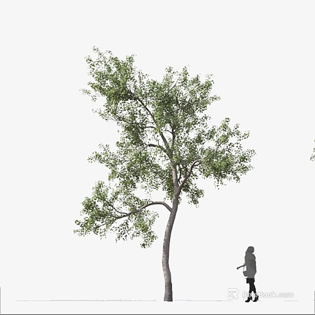 Tall Arbor With Lush Green Foliage And A Person Standing Nearby 3d model 