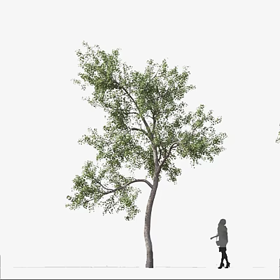 Tall Arbor With Lush Green Foliage And A Person Standing Nearby 3d model