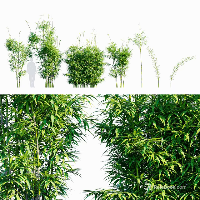 Different Types Of Bamboo Plants Featuring Lush Green Foliage And Tall Stems 3d model 