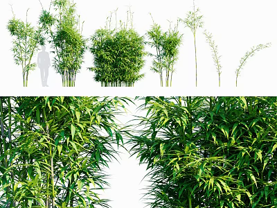 Different Types Of Bamboo Plants Featuring Lush Green Foliage And Tall Stems 3d model