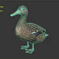 Brown Feathered Duck With Yellow Beak Orange Feet Blue Wing Patch Standing On Dark Background