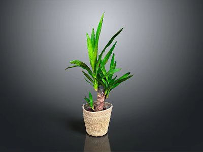 Green Leafy Indoor Plant In Beige Woven Pot Against Dark Background 3d model