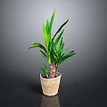 Green Leafy Indoor Plant In Beige Woven Pot Against Dark Background